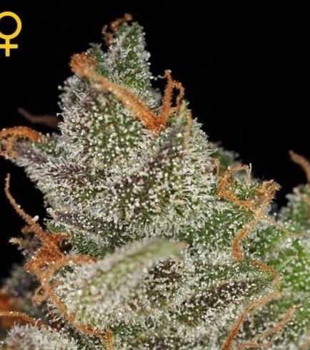 King's Kush (Greenhouse Seeds)