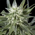 Arjan's Haze 3 (Greenhouse Seeds)