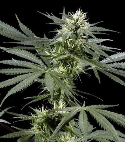 Arjan's Haze 3 (Greenhouse Seeds)