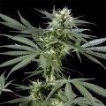 Arjan's Haze 3 (Greenhouse Seeds)