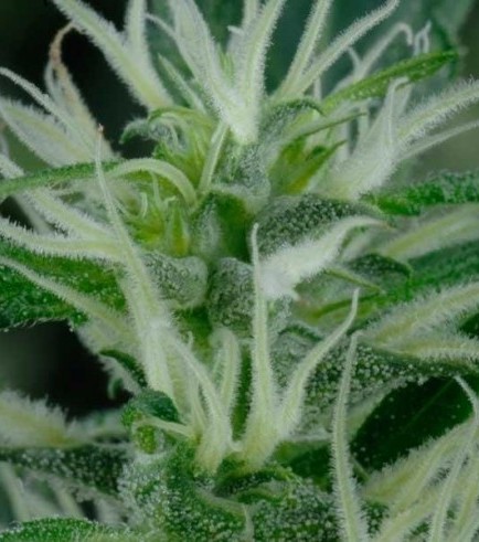 Arjan's Ultra Haze 2 (Greenhouse Seeds)