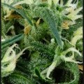 Arjan's Ultra Haze 2 (Greenhouse Seeds)