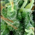 Arjan's Strawberry Haze (Greenhouse Seeds)