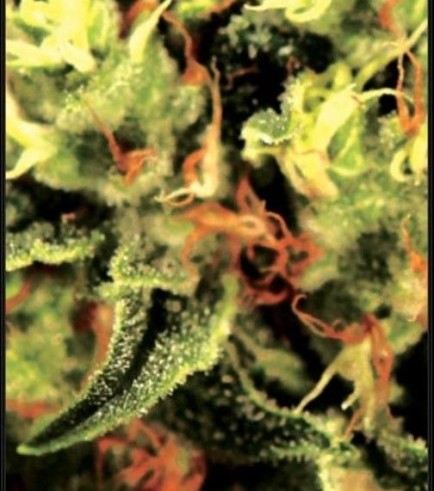 The Doctor (Greenhouse Seeds)