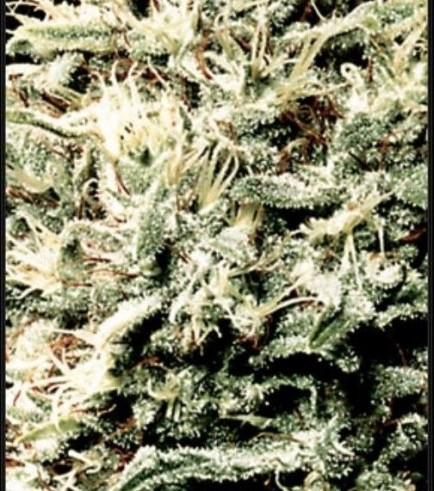 White Rhino (Greenhouse Seeds)