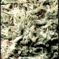 White Rhino (Greenhouse Seeds)