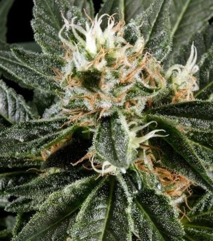 Great White Shark (Greenhouse Seeds)