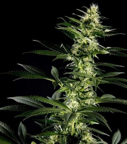 Himalaya Gold (Greenhouse Seeds)