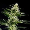 Himalaya Gold (Greenhouse Seeds)