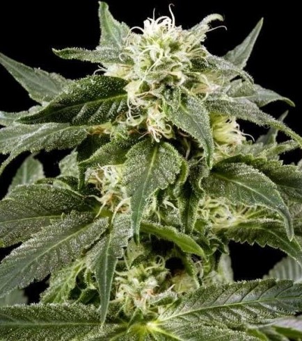 Himalaya Gold (Greenhouse Seeds)