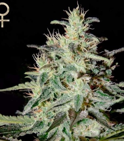 White Lemon (Strain Hunters)