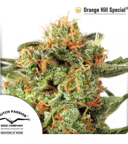 Orange Hill Special (Dutch Passion)