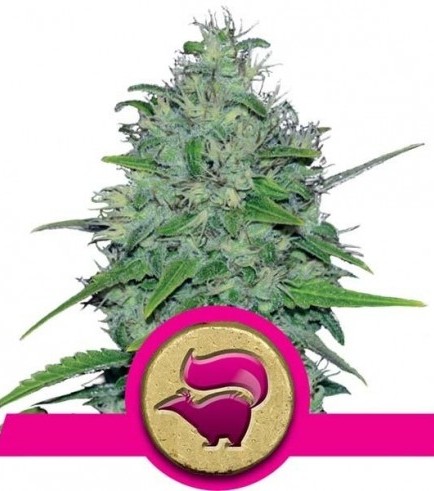 Skunk XL (Royal Queen Seeds)