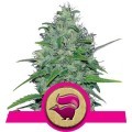 Skunk XL (Royal Queen Seeds)