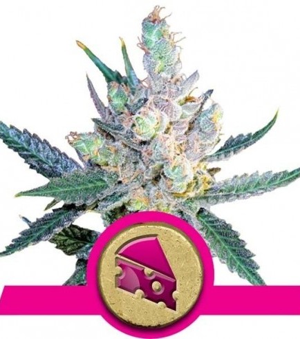 Royal Cheese - Fast Flowering (Royal Queen Seeds)