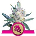 Royal Cheese - Fast Flowering (Royal Queen Seeds)