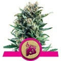 Blue Cheese (Royal Queen Seeds)