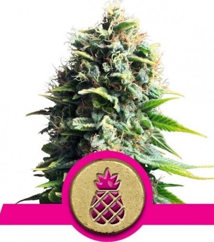 Pineapple Kush (Royal Queen Seeds)
