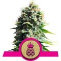 Pineapple Kush (Royal Queen Seeds)