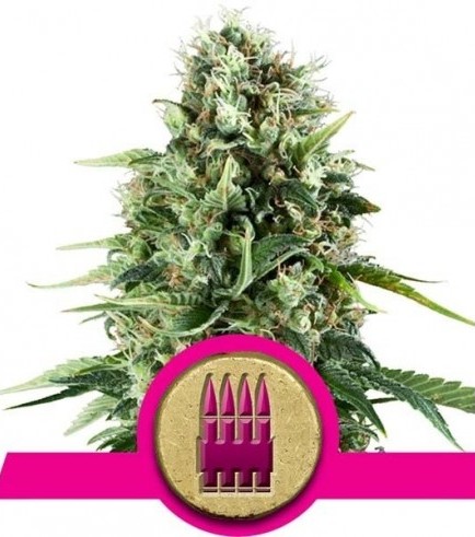 Royal AK (Royal Queen Seeds)