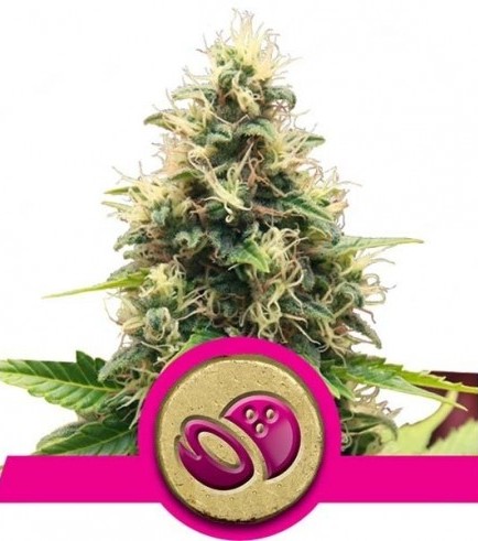 Somango XL (Royal Queen Seeds)