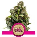 Candy Kush Express - Fast Flowering (Royal Queen Seeds)