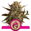 Royal Madre (Royal Queen Seeds)