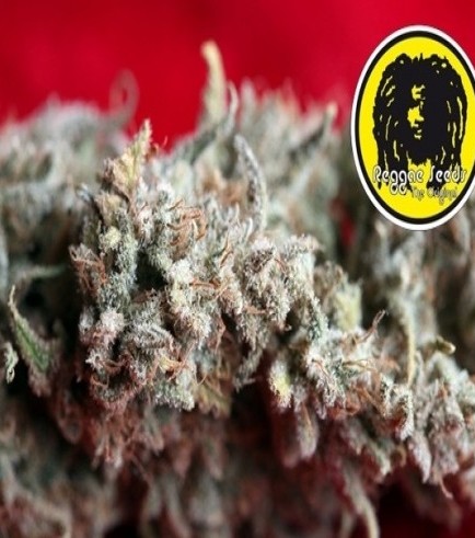 O' Haze Red (Reggae Seeds)