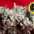 O' Haze Red (Reggae Seeds)