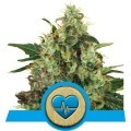 Medical Mass (Royal Queen Seeds)