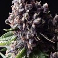 Auto Purple (Pyramid Seeds)