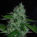 White Widow (Expert Seeds)