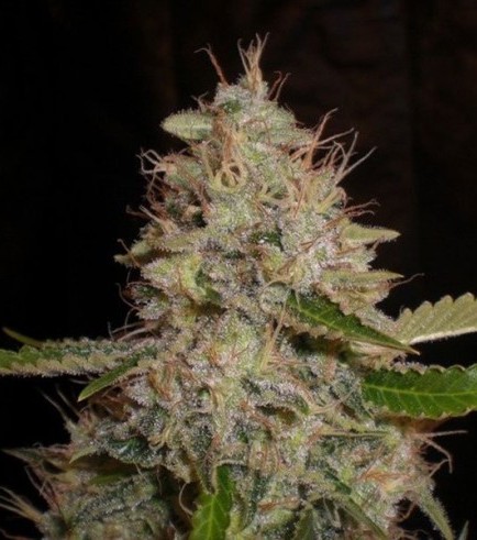 White Widow x Critical (Expert Seeds)