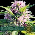 Blue Power (Vision Seeds)