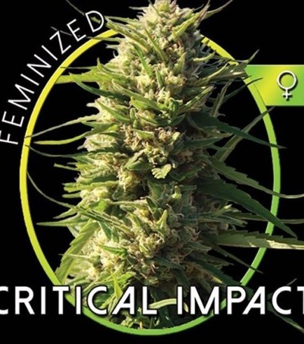 Critical Impact (Vision Seeds)