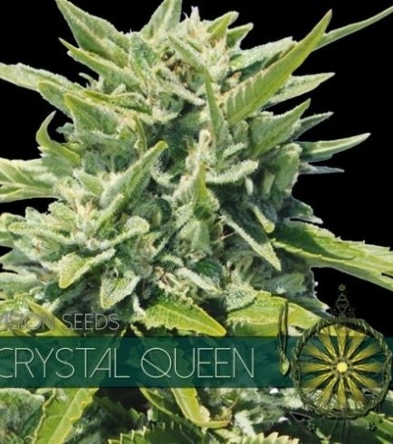 Crystal Queen (Vision Seeds)