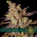 Choco Bud (Vision Seeds)