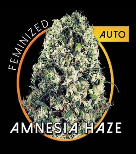 Amnesia Haze Autoflowering (Vision Seeds)