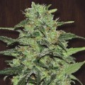 Malawi (ACE Seeds)