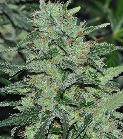 Malawi (ACE Seeds)