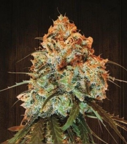 Golden Tiger (ACE Seeds)