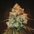 Golden Tiger (ACE Seeds)