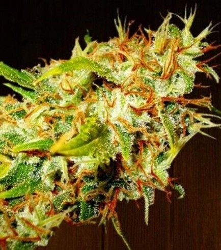 Zamaldelica (ACE Seeds)