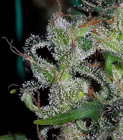 Zamaldelica (ACE Seeds)