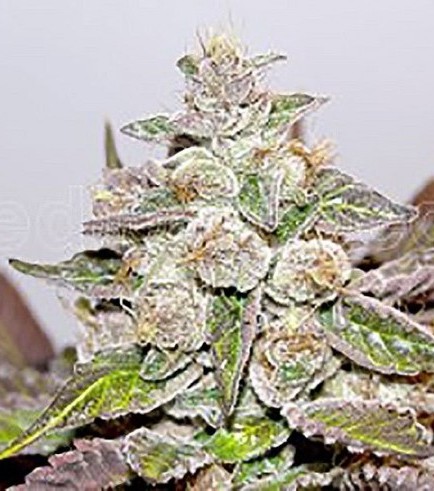 Mendocino x Purple Kush (Medical Seeds)