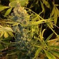 Dawg Star (T.H. Seeds)