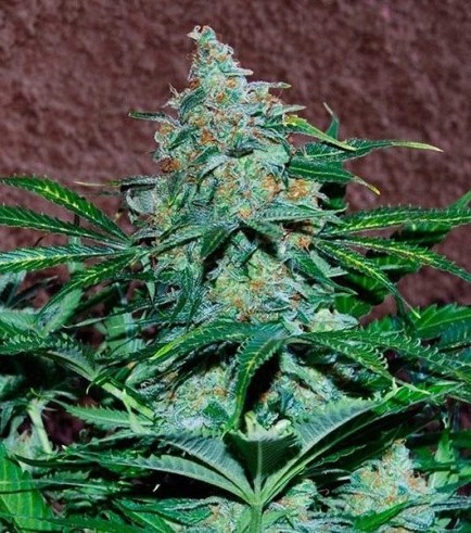 Amnesia Ryder (World of Seeds)