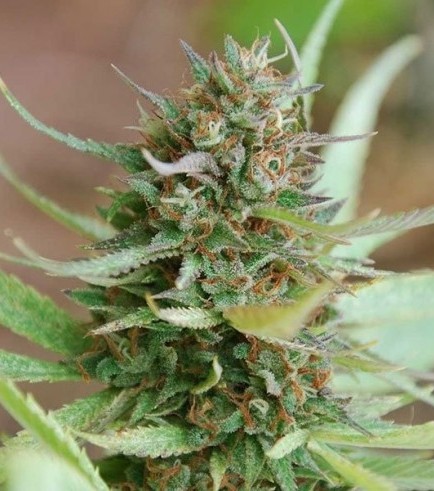 Strawberry Blue (World of Seeds)