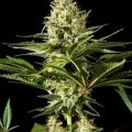 Black Bomb (Philosopher Seeds)