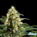 Black Bomb (Philosopher Seeds)